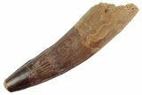 Fossil Spinosaurus Tooth - Feeding Worn Tooth #368064-1